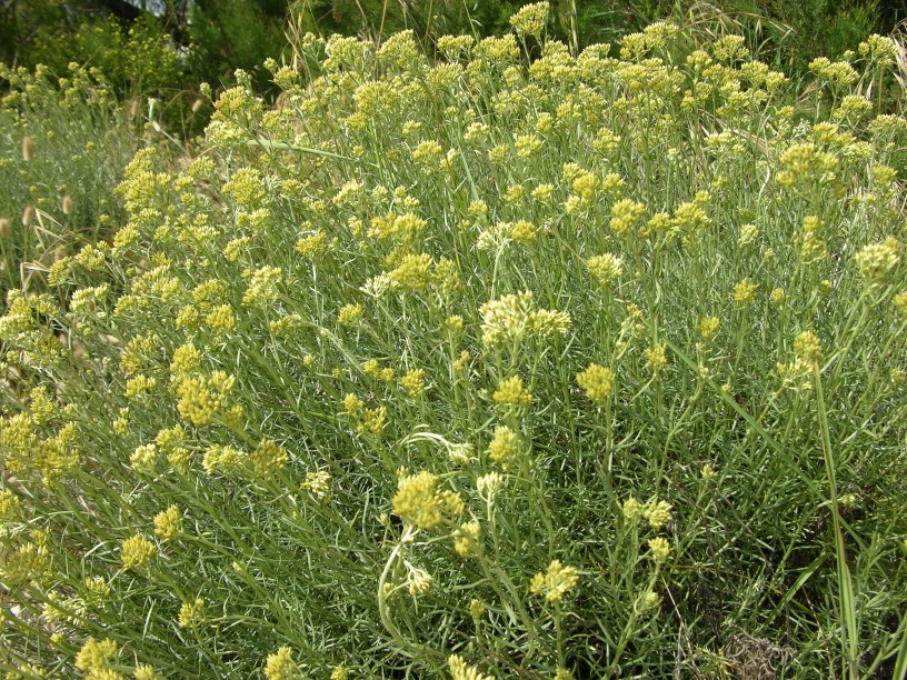 Specie dunale 4 - Helichrysum